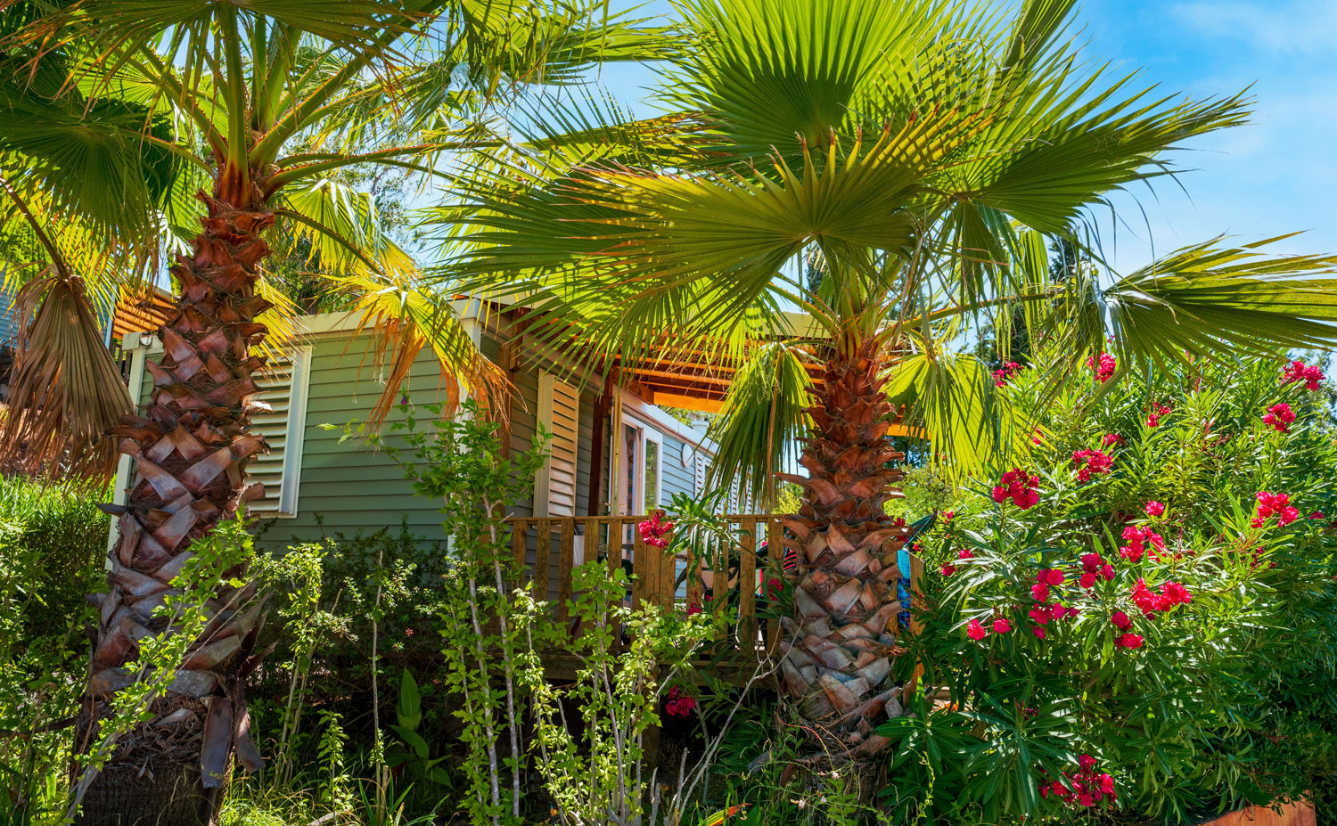 Bloeiende oleanders voor een stacaravan – Esterel Caravaning