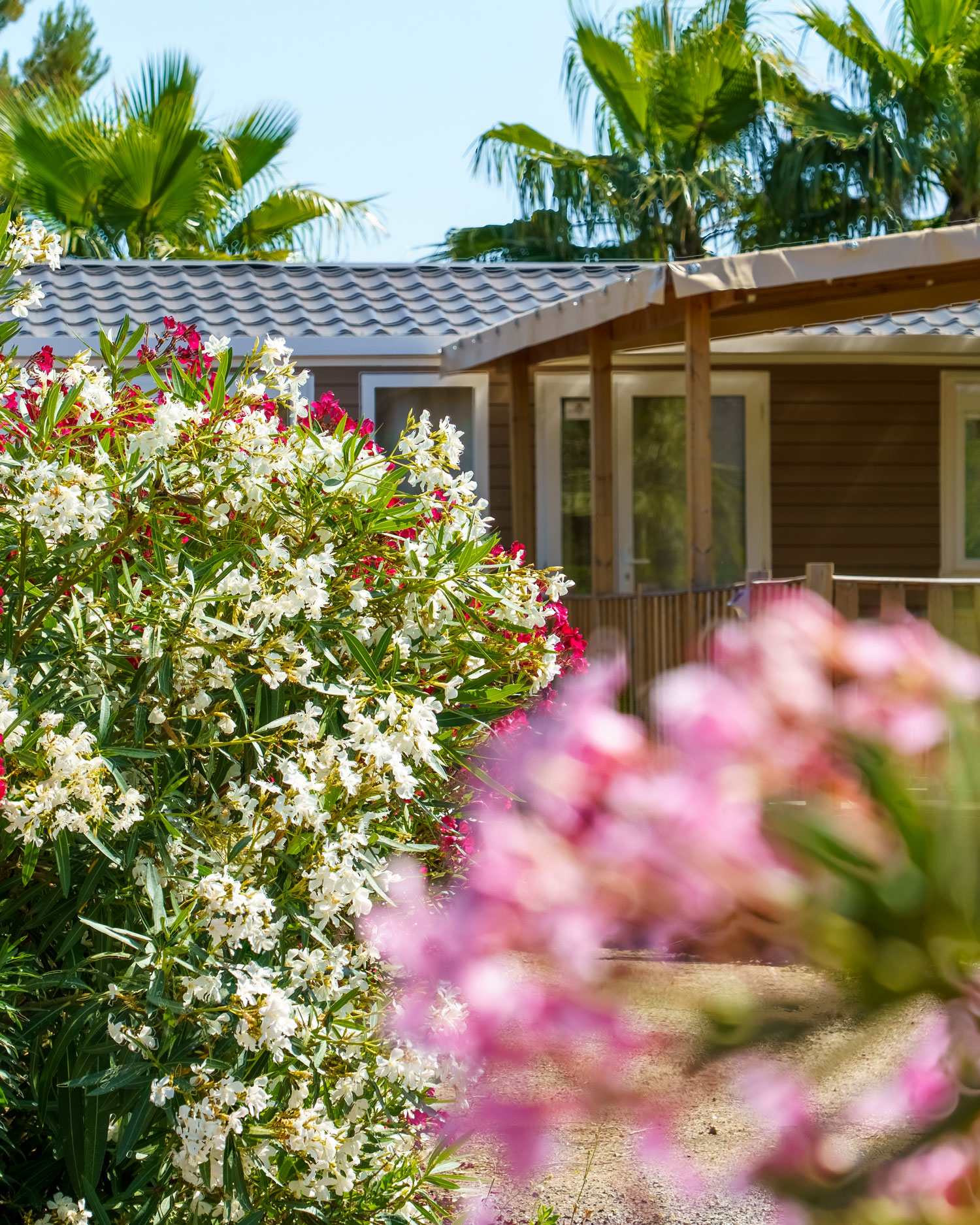 Washingtonia-palmen en oleanders rond een stacaravan – Esterel Caravaning